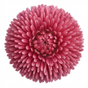 Bellis Habanera Rose Pink Double Daisy Plants