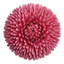1 Bellis Habanera Rose Pink Double Daisy Plant, Hardy Perennial Spring Bedding, 2Ltr Root Ball