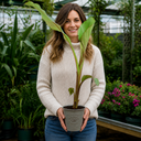 Banana Tree 3L (100–120 cm Tall)