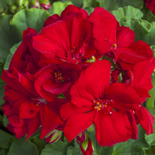 Geranium Calliope Dark Red (Pelargonium) – Semi-Trailing Summer Bedding (Set of 3 or 6)