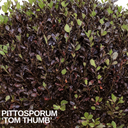 Pittosporum Tom Thumb Plant