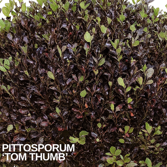 Clipped Pittosporum 'Tom Thumb' with dense deep purple-bronze foliage and fresh lime-green new leaves