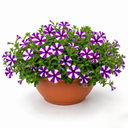 Petunia Shortcake Blueberry Live Plants
