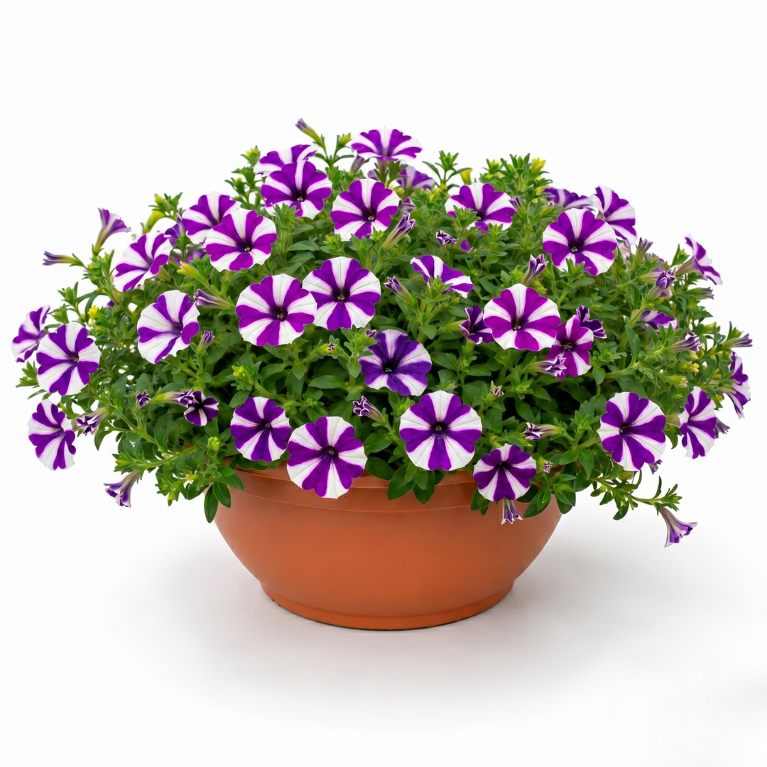 Petunia 'Shortcake Blueberry' – Compact Purple Bedding (21cm Pot)