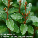 Elaeagnus ‘Crispy’ Plant