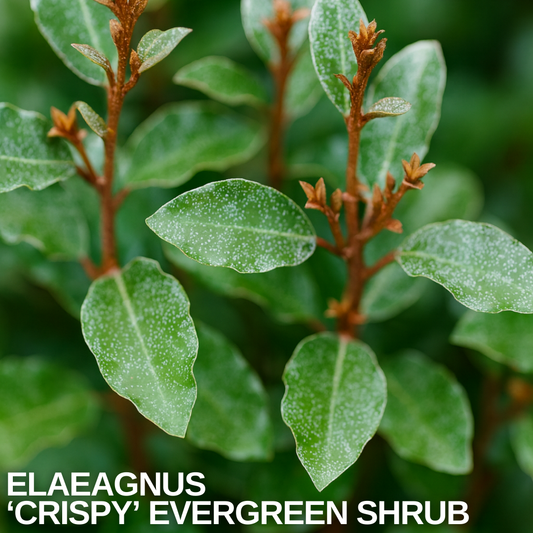 Close-up of Elaeagnus 'Crispy' shoots with silvery-speckled green leaves and rust-brown buds