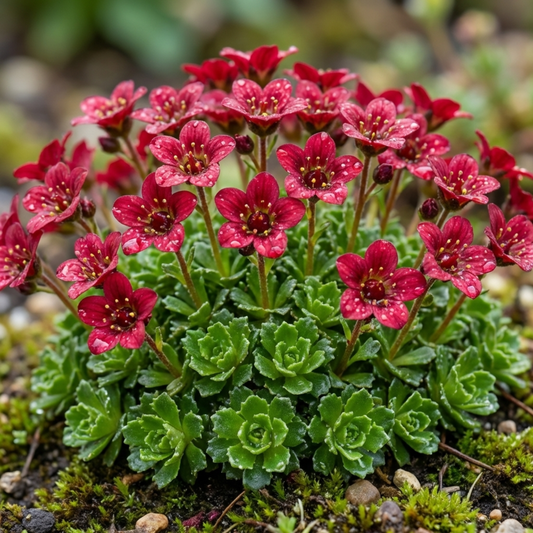 Deep red mossy saxifrage flowers above a tight cushion of green rosettes