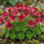 Set of 3 or 6 Saxifrage Ice Colours Red Plants, Hardy Alpine Perennial Rockery Ground Cover, Outdoor Garden Ready, 1 Litre Root-Ball