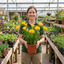 1 Freesia Gold River Outdoor Garden Plant, Fragrant Hardy Summer Flowering Perennial, 2 Litre Root Ball