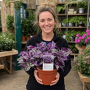 Tradescantia JS Brainstorm Plants