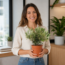 Mini Olive Bush, 1.5Ltr Pots, Small Olive Tree UK
