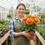Set of 3 or 6 Ranunculus Vortex Orange Persian Buttercup Plants, Hardy Perennial, Spring & Autumn Flowering, Outdoor Garden Ready, 1 Litre Root-Ball