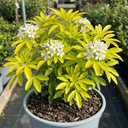 Choisya Aztec Gold Plants