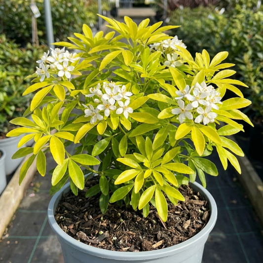 Golden-leaved Choisya in a grey pot, bright yellow fingered foliage with clusters of white starry flowers