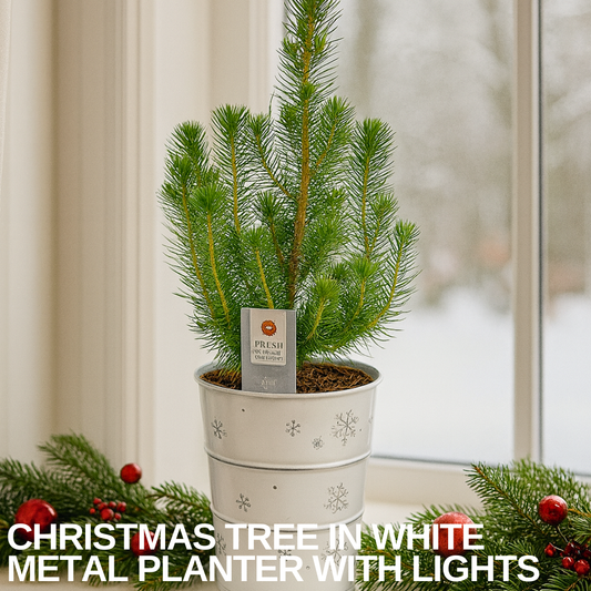 Small living Christmas tree in a white snowflake-patterned metal planter on a windowsill
