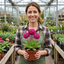 Set of 3 or 6 Primula Denticulata Deep Rose Hardy Perennial Plants, Spring Flowering, Outdoor Garden Ready, 1 Litre Root-Ball