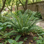 3 Large Plants - Braun's Holly Fern Polystichum Braunii, Outdoor Garden Ready