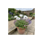 6 Papaver Orientale Royal Wedding Plants, Hardy White Oriental Poppy Perennial, 1 Litre Root Ball