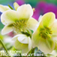 Hellebore Frostkiss Molly's White