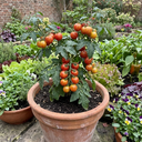 Tomato Ricola Fire & Lightning Plants (Set of 3 or 6)