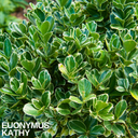 Euonymus Kathy Plant (2L Pot)