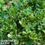 1 Large Plant - Euonymus Kathy, Ready to Plant in Your Garden, 2L Pot