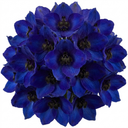Delphinium Dark Blue Black Bee Tall Plants (Set of 3 or 6)