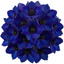 Set of 3 or 6 Delphinium Dark Blue Black Bee Tall Hardy Perennial Plants, Summer Flowering Border Plants, Outdoor Garden Ready, 1 Litre Root-Ball