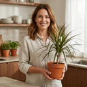 Dracaena Marginata Plant (1L Pot)