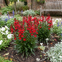 Lobelia Starship Scarlet Upright Plants (Set of 3 or 6)