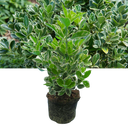 Euonymus Kathy Plant (2L Pot)