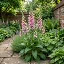 Digitalis Hanabee Pink Foxglove Plants