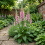 1 Digitalis Hanabee Pink Foxglove Plant, Hardy Perennial for Cottage Garden, 2Ltr Root Ball