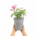 3Ltr Pink Patio Rose Bush, Outdoor Garden Ready, Pots