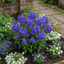 Set of 3 or 6 Phlox Blue Dark Eye Hardy Perennial Plants, Bee Friendly Summer Flowering, Outdoor Garden Ready, 1 Litre Root-Ball