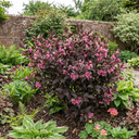 Weigela Florida Victoria Plants