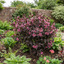 1 Weigela Florida Victoria Plant, Hardy Flowering Shrub, Outdoor Garden Ready, 2L Root-Ball