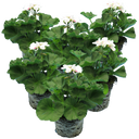 Pelargonium Toscana Dolce Vita Stella Plants (Set of 3 or 6)