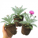 Centaurea Dealbata Bright Rose Persian Cornflower Plants (Set of 3 or 6)