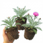 Set of 3 or 6 Centaurea Dealbata Bright Rose Persian Cornflower Plants, Hardy Cottage Garden Perennial, Outdoor Garden Ready, 1 Litre Root-Ball