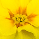 Primrose Yellow Plant