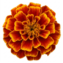 Marigold Durango Bolero Plant (2L Pot)