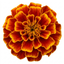 1 Large Plant - Marigold Durango Bolero, Ready to Plant in Your Garden, 2L Pot