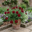 Set of 3 or 6 Verbena Trailing Deep Red Plants, Summer Flowering Bedding, Hanging Basket & Outdoor Garden Ready, 10.5cm Root Ball