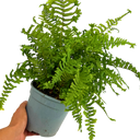 1 Large, Outdoor Garden Ready Plant - Scaly Male Fern Dryoteris The King, 2L Pot
