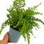 1 Large, Outdoor Garden Ready Plant - Scaly Male Fern Dryoteris The King, 2L Pot