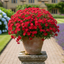 1 Large Plant - Dianthus Dart Scarlet, Ready to Plant in Your Garden, 2L Pot