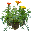 Gazania Kiss Any Colour Mix Plants (Set of 3 or 6)