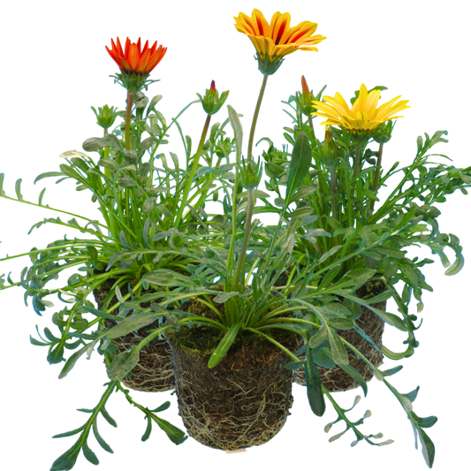 Gazania 'Kiss Any Colour Mix' – Treasure Flower (Set of 3 or 6)