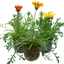 Set of 3 or 6 Large Plants - Gazania Kiss Any Colour Mix, Ready to Plant in Your Garden